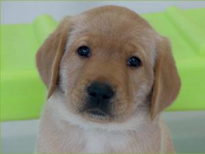  alt="POP, futur chien guide, perfectionne son apprentissage et fait son roadshow au sein des résidences senior Les Résidentiels"